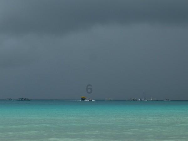 雨后盛放